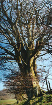 Beech Tree