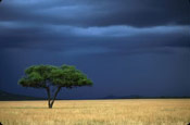 Nice Acacia Tree