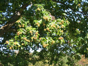 A Chestnut Tree