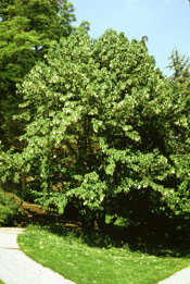 Dove Tree