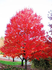a maple tree