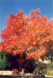 a pistachio tree