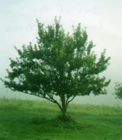 Apple Tree