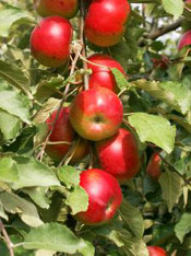 Apples