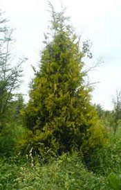 Arborvitae tree
