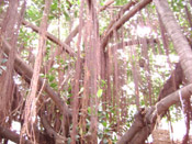 a rubber tree