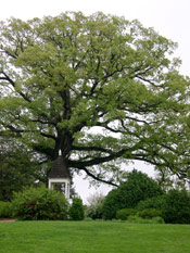 Ash Tree Pic