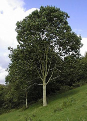 Ash Tree Picture