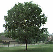 Ash Tree Photograph