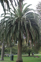 australian palm tree
