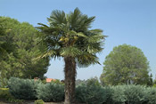 a windmill palm