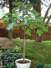 Pictures of Fig Trees: Baby Fig Tree