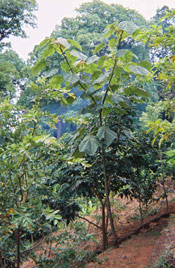 Balsa Tree Pic