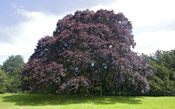 Pictures of Beech Trees: Purple Beech Tree Type