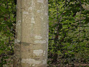 Picture of Beech Tree: Beech Tree Trunk Bark