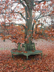 Beech Tree Picture