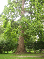 Big Catalpa Tree