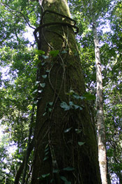 Brazil Nut Tree