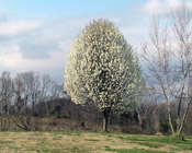 bradford pear tree