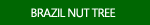 Brazil Nut Tree Pictures