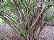 Brazilwood Tree Photo
