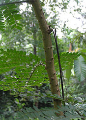 Brazilwood Tree Picture