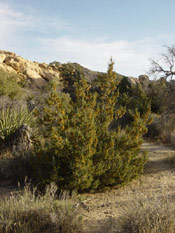 Juniper Tree, Image of California Juniper Tree Type