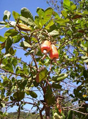 Cashew Tree Fruits