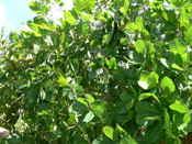 Cashew Tree Picture