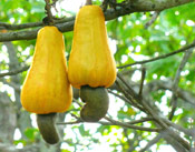 Cashew Tree Nuts