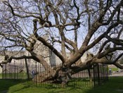 Catalpa Tree Image