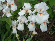 Catalpa blooms