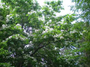 Catalpa Tree Branches