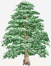 Cedar Tree Cartoon