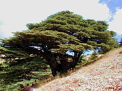 Large Cedar Tree