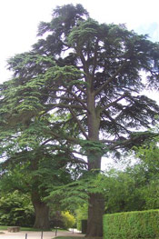 Cedar Tree Picture