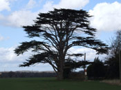 Cedar Tree Photo, Mature large Cedar