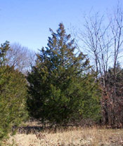 Cedar Tree Photo