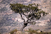 Cedar Tree Picture