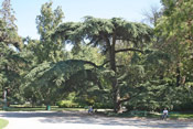 Mature Cedar Tree