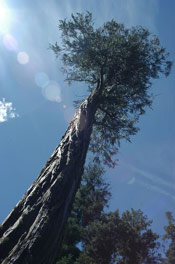 Cedar Tree High