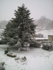 Cedar Tree with Snow
