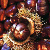 Chestnut Tree Pictures; Chestnut Tree Seeds