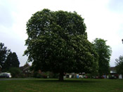 Chestnut Tree Pic