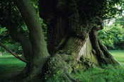 Chestnut Tree Image