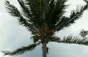 Coconut Palm Tree Image