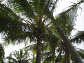 Coconut Palm Tree Picture