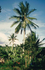 Coconut Palm Tree Photo
