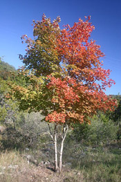 colored maple tree