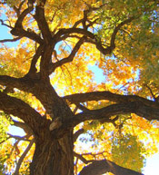Cottonwood Tree Photo